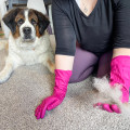 Eliminating Pet Hair from Carpets in San Antonio, Texas - A Comprehensive Guide