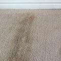 How to Get Rid of Mold and Mildew from Carpets: A Comprehensive Guide